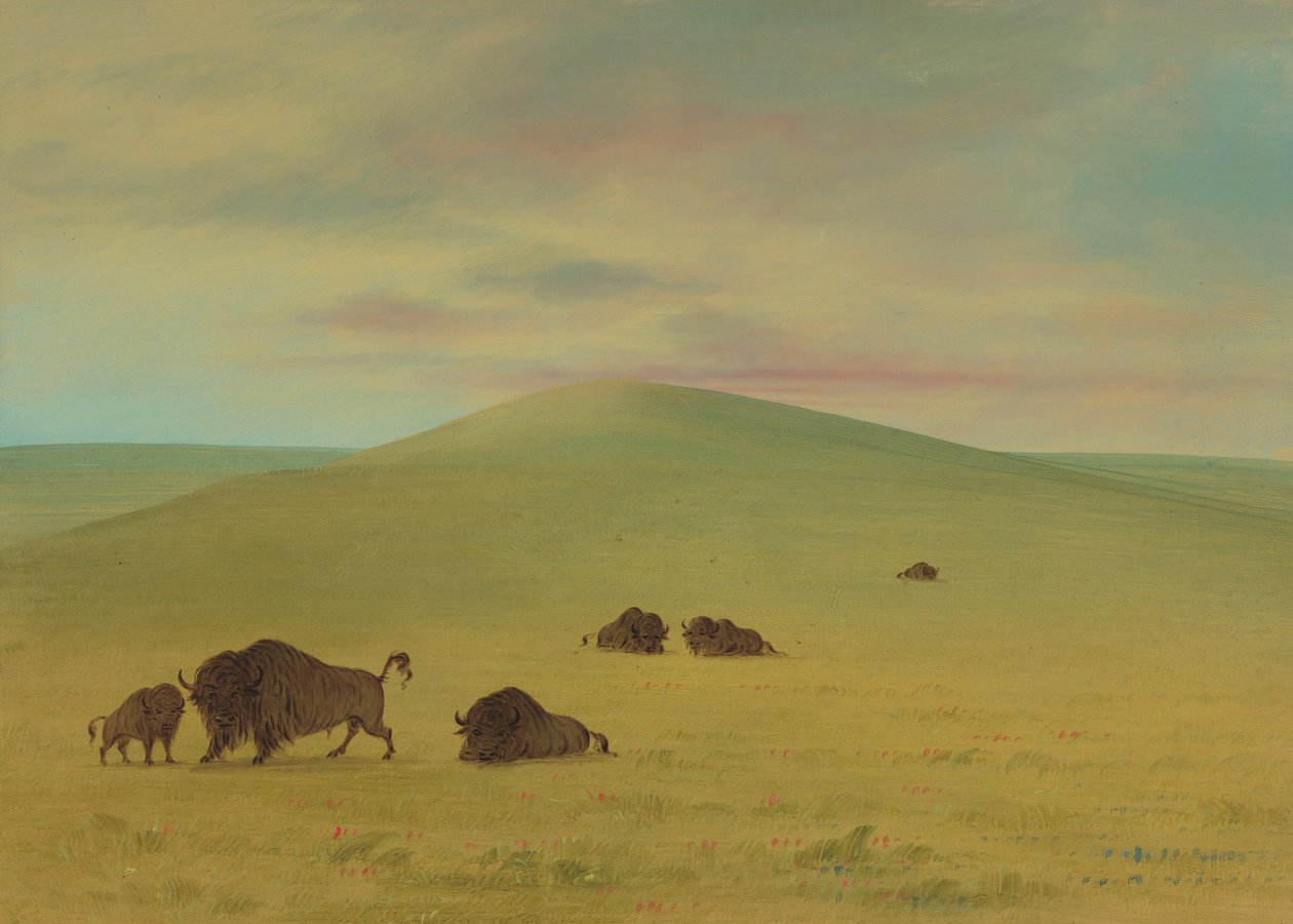 Pâturage américain - Prairies de la Platte, 1861-1869 - George Catlin