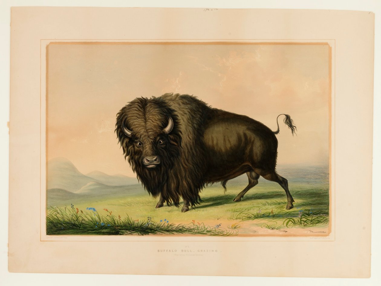 Taureaux de Buffle au pâturage--no.2 - George Catlin
