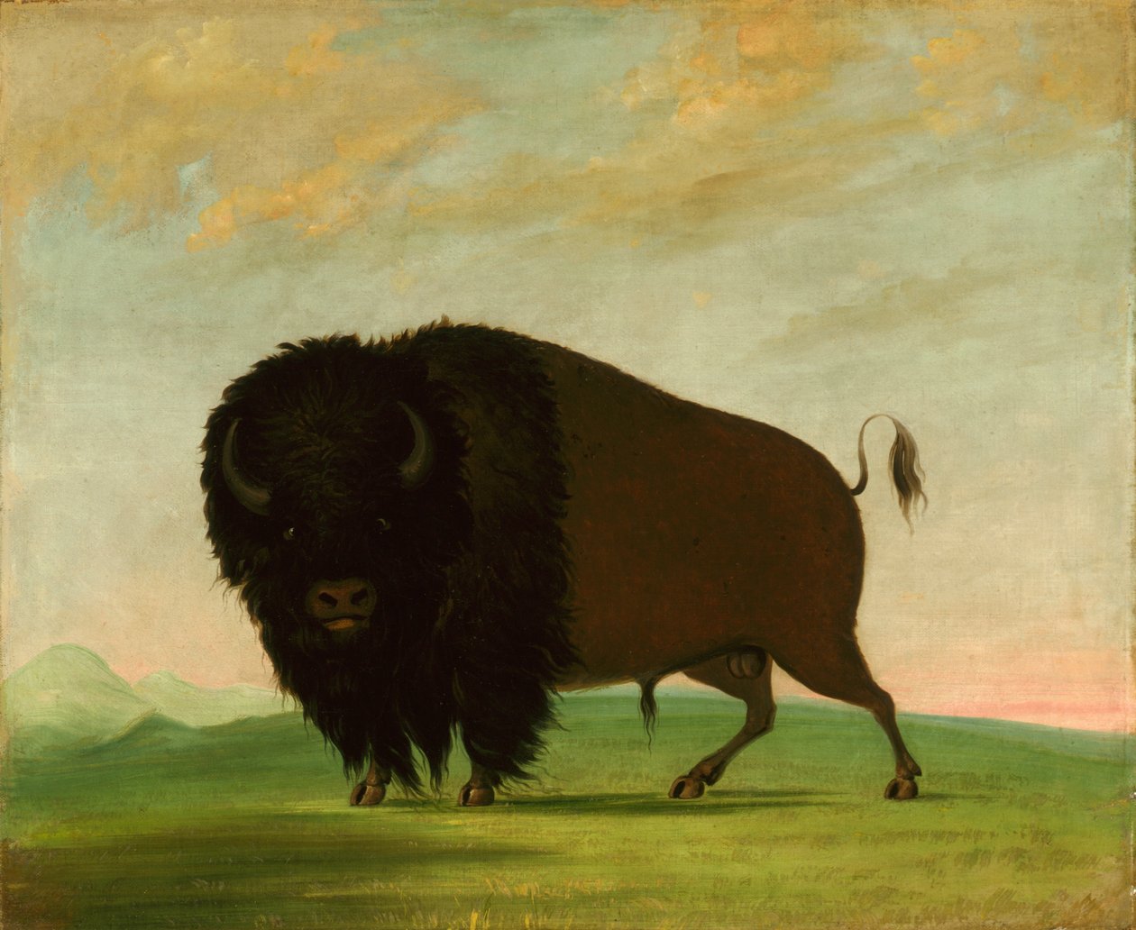 Taureau de Buffle, pâturage dans la prairie - George Catlin