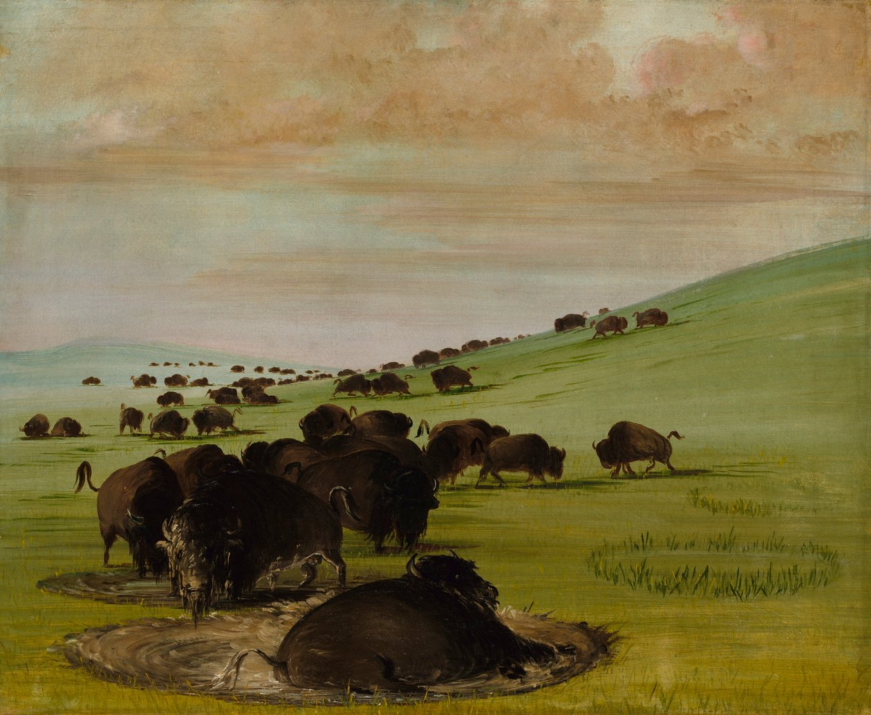 Buffalo Bulls in a Wallow - George Catlin