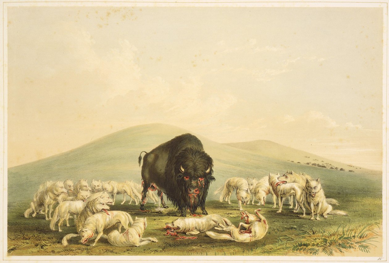 Chasse au buffle : Chasse au buffle : Les loups blancs attaquent les bisons - George Catlin