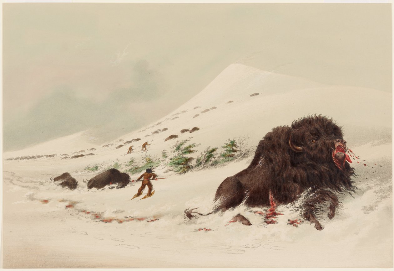 Chasse au bison, taureau bison mourant dans une congère - George Catlin