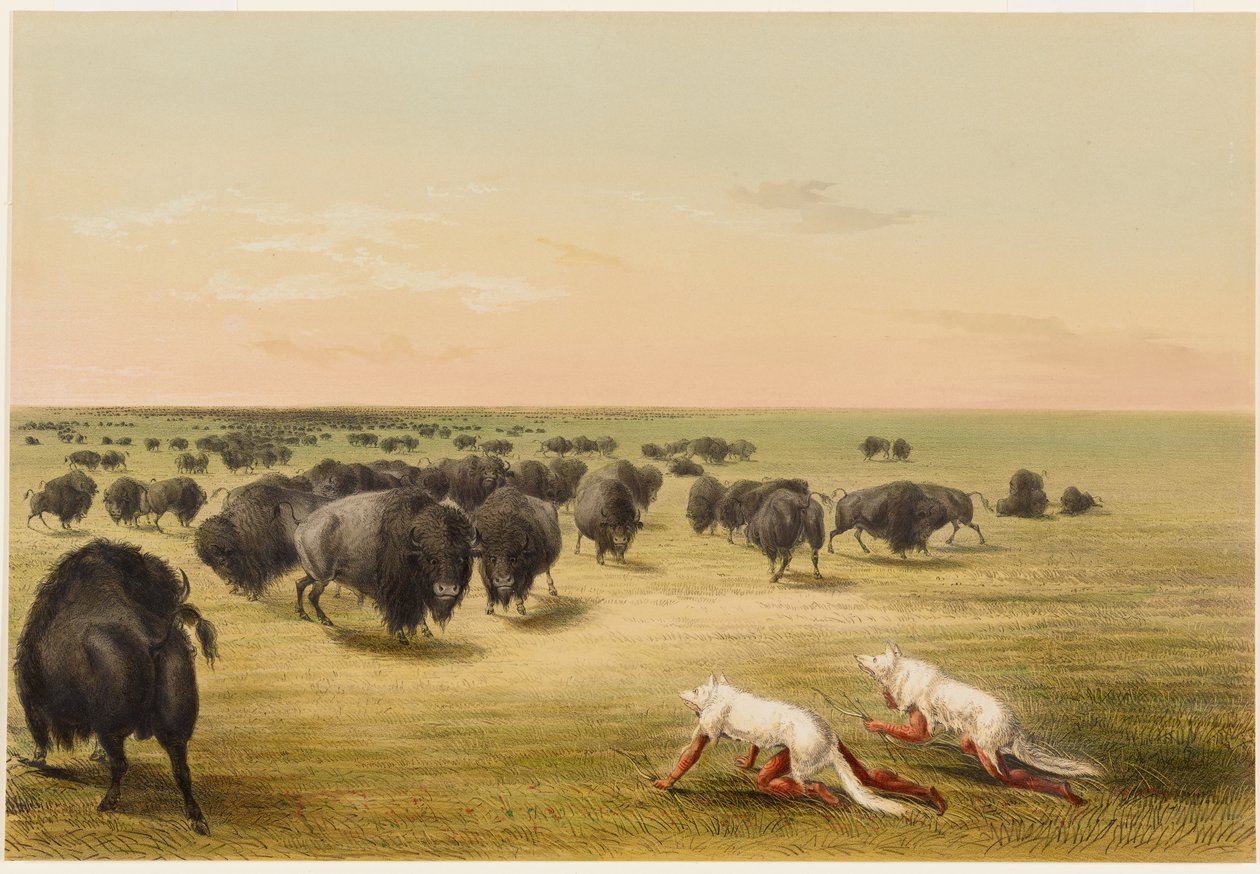La chasse au bison, sous la peau du loup blanc - George Catlin