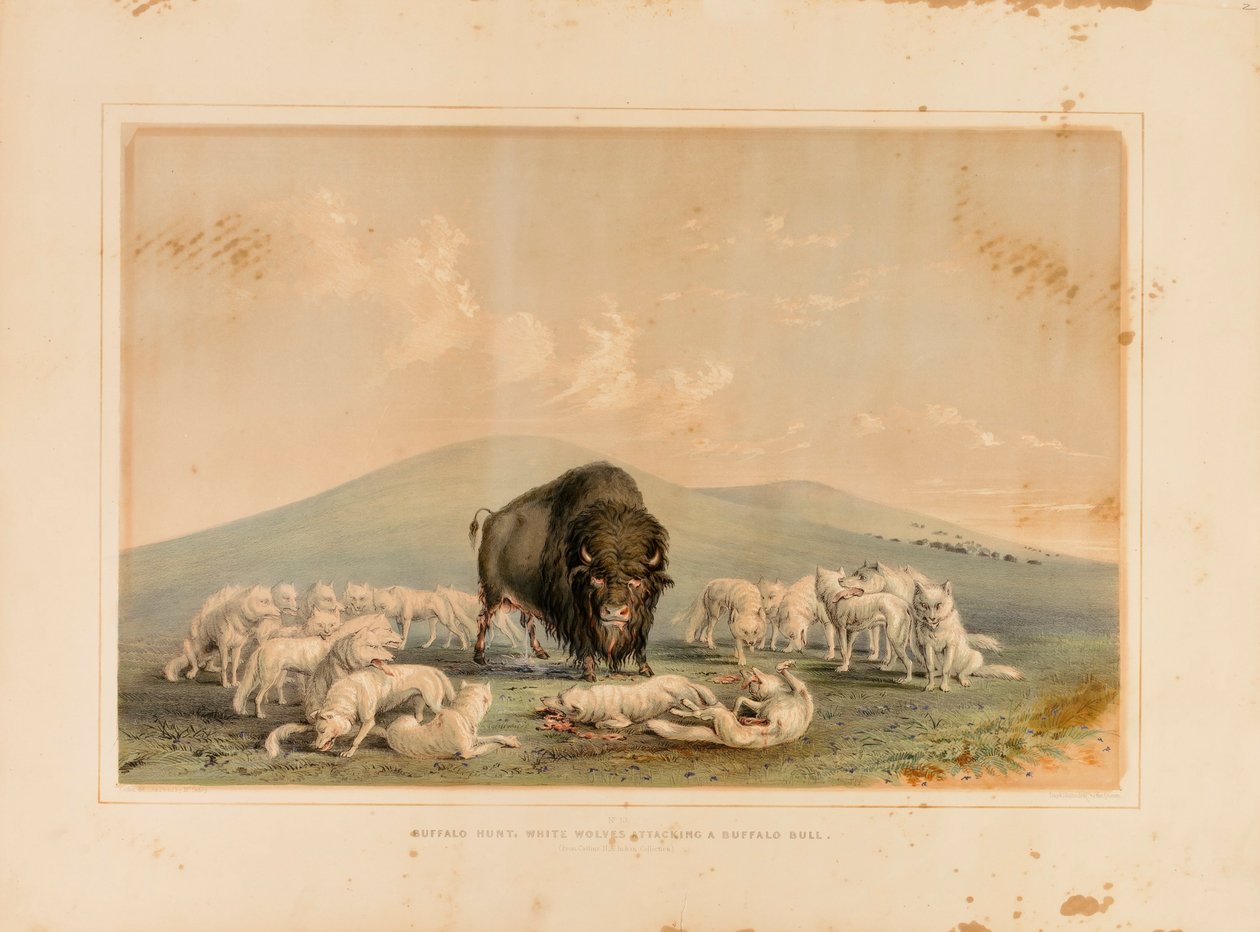 Chasse au buffle, loups blancs attaquant un buffle--no. 10 - George Catlin