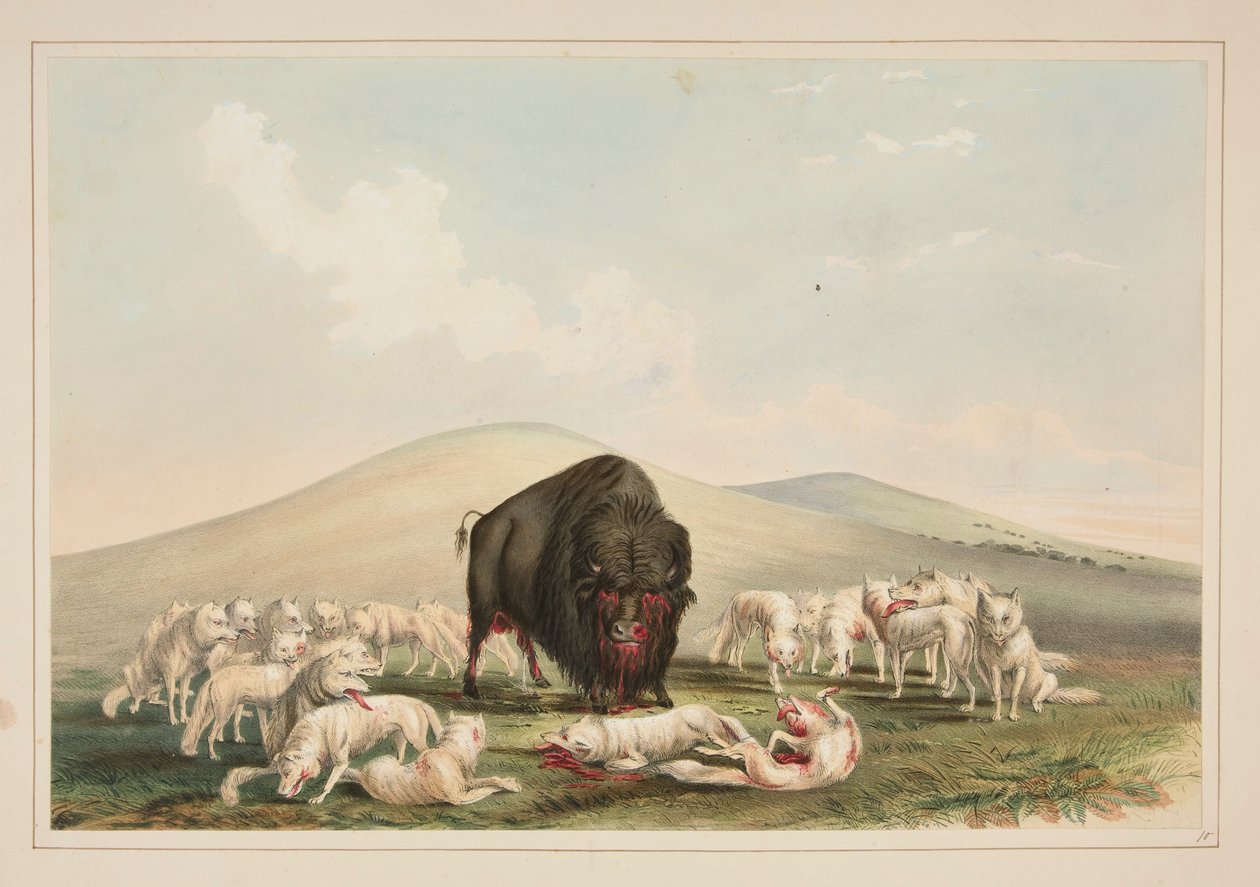 Chasse au bison, loups blancs attaquant un taureau de bison, pl. 10 du North American Indian Portfolio - George Catlin