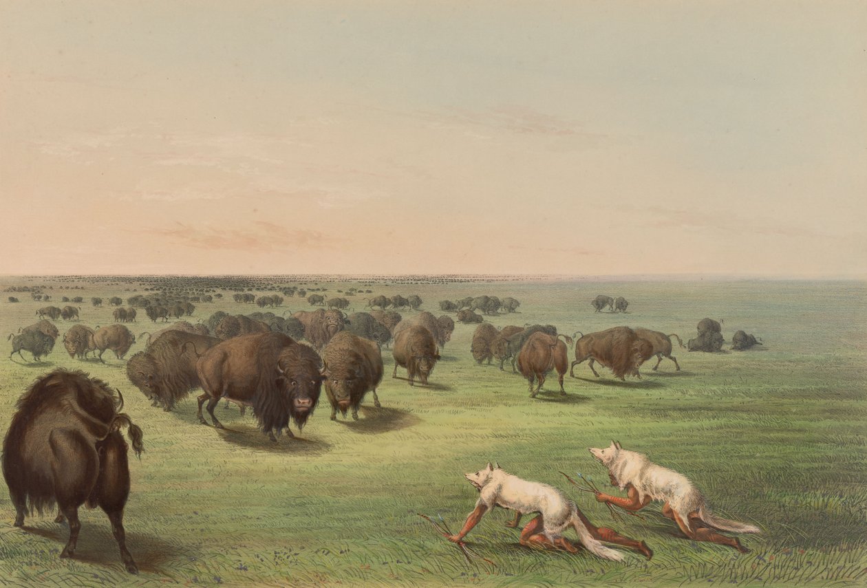 « Chasse au bison, avec une peau de loup », planche n° 13 du recueil « North American Indian Portfolio » - George Catlin