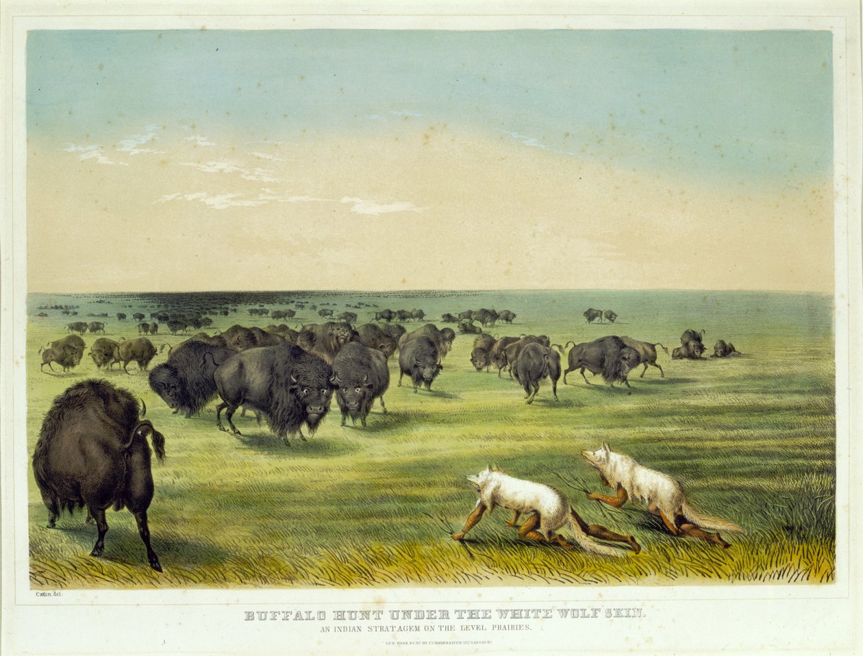 Chasse au bison sous la peau du loup blanc - George Catlin