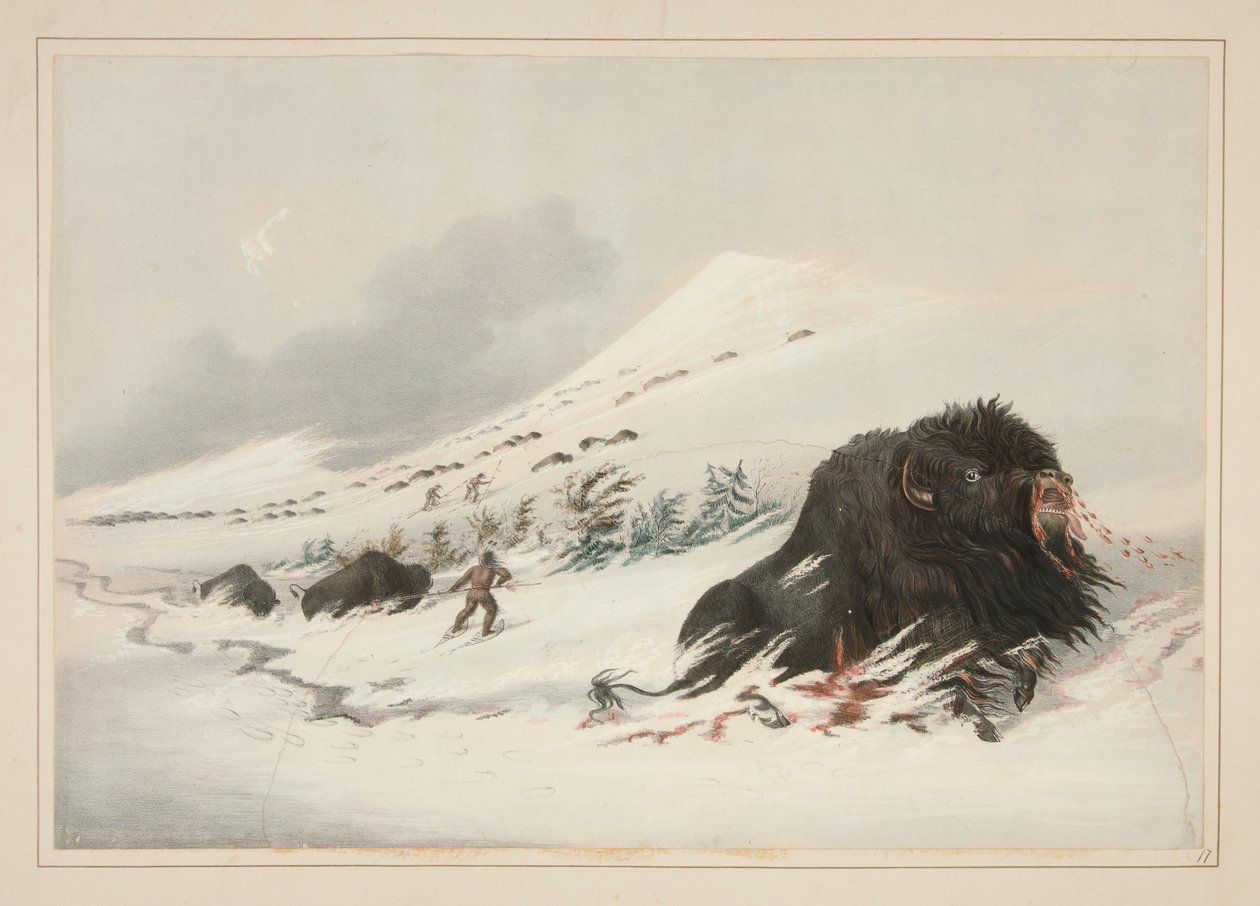 Bison mâle mourant dans une congère, planche 17 du Portfolio des Indiens d
