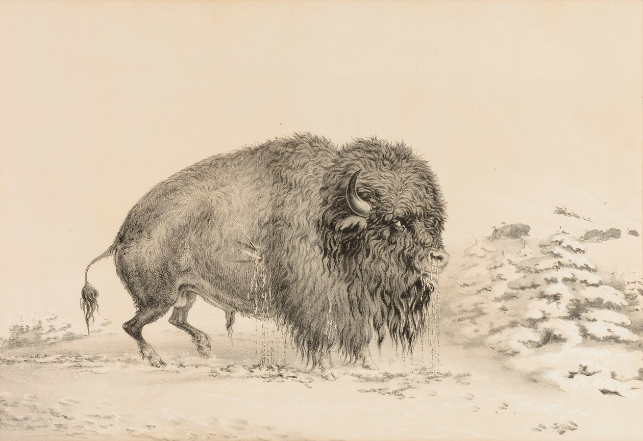 Buffle gravement blessé--no. 16 - George Catlin