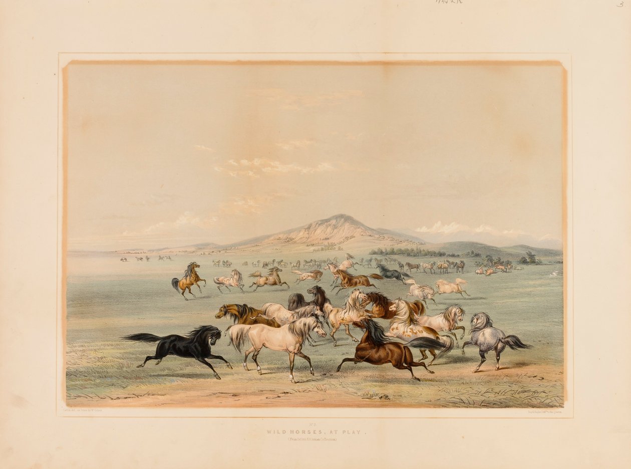 Les chevaux sauvages au jeu--no. 3 - George Catlin