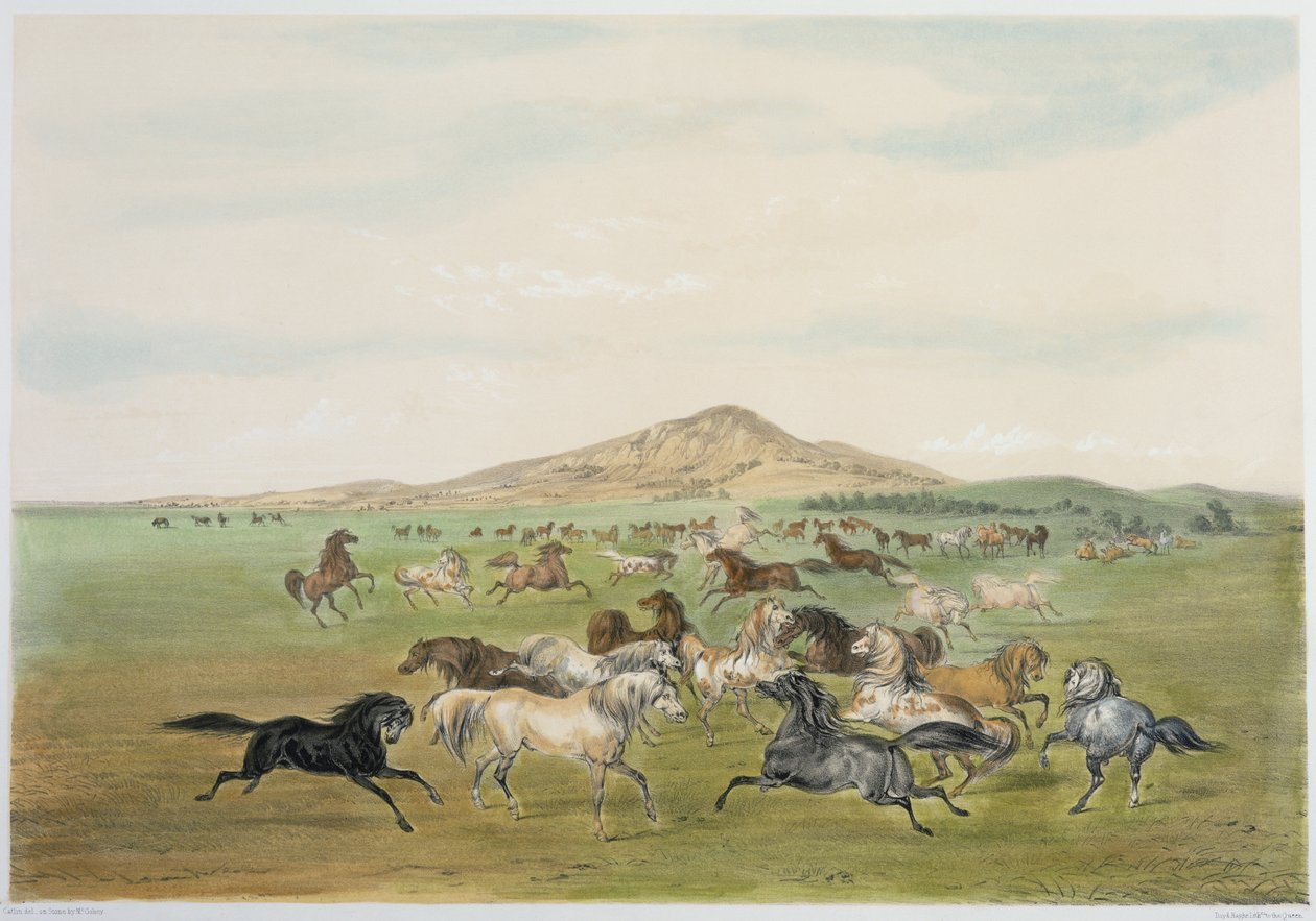 Chevaux sauvages au jeu (lithographie couleur) - George Catlin