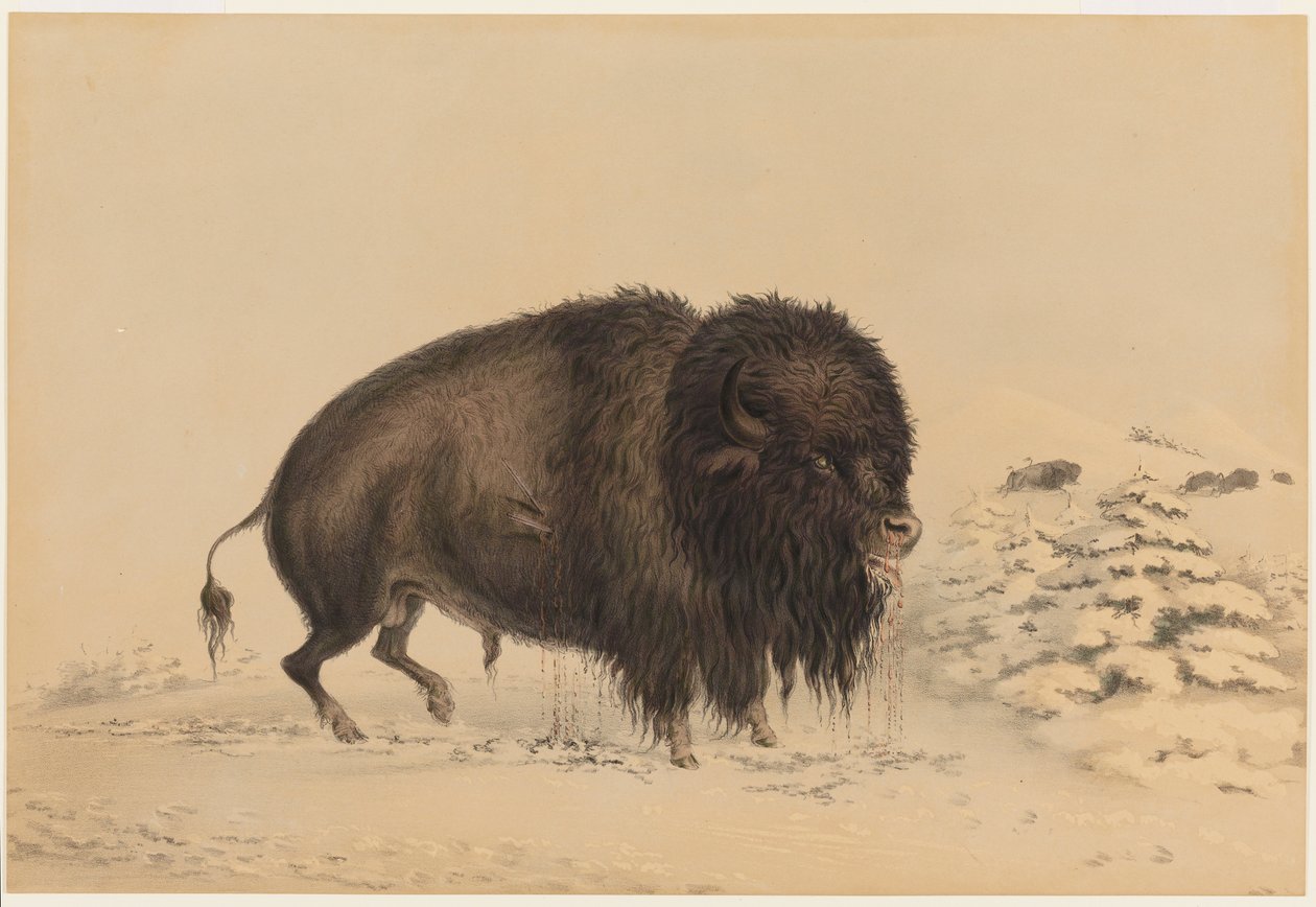 Bison mâle blessé - George Catlin