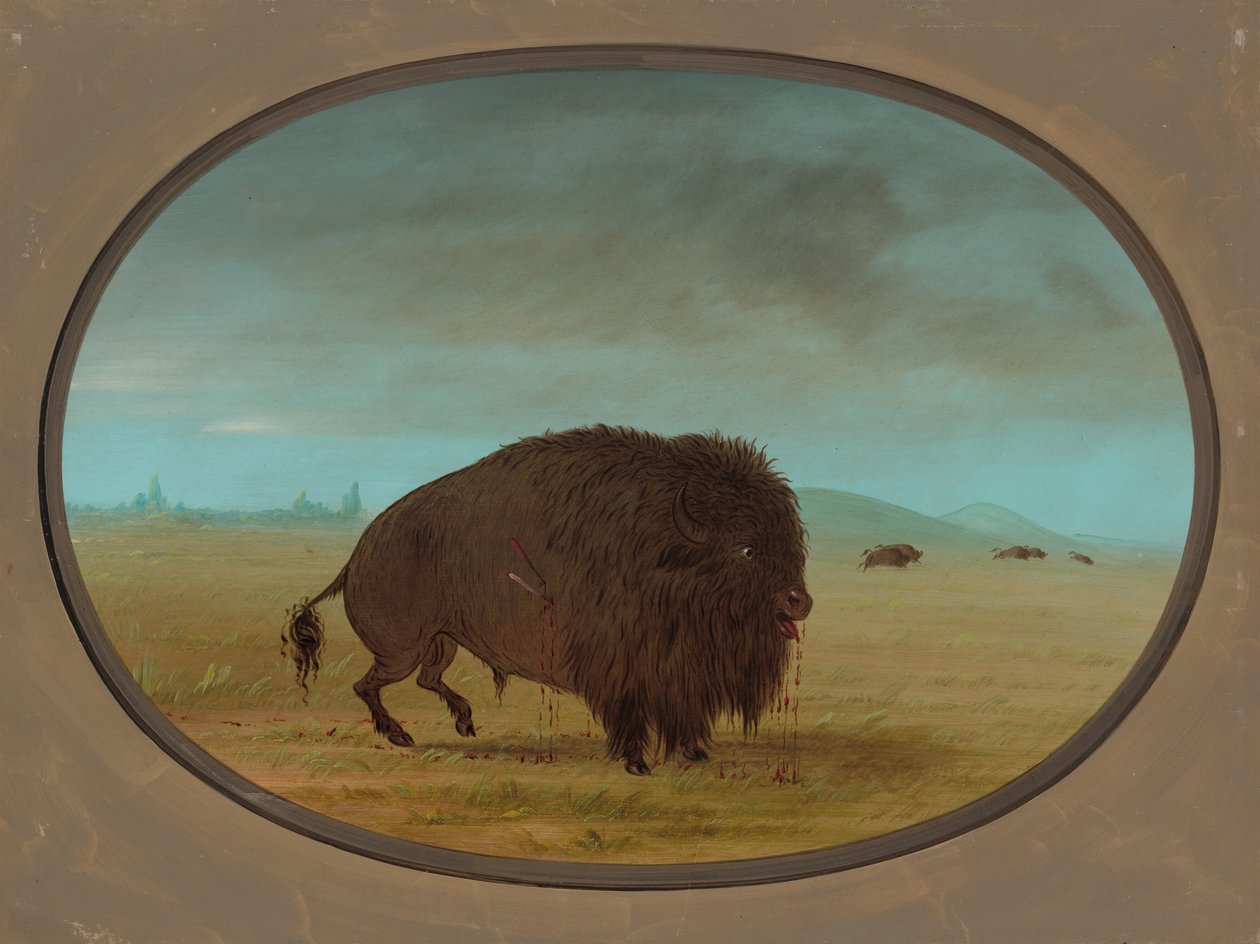 Buffle blessé, 1861-1869 - George Catlin