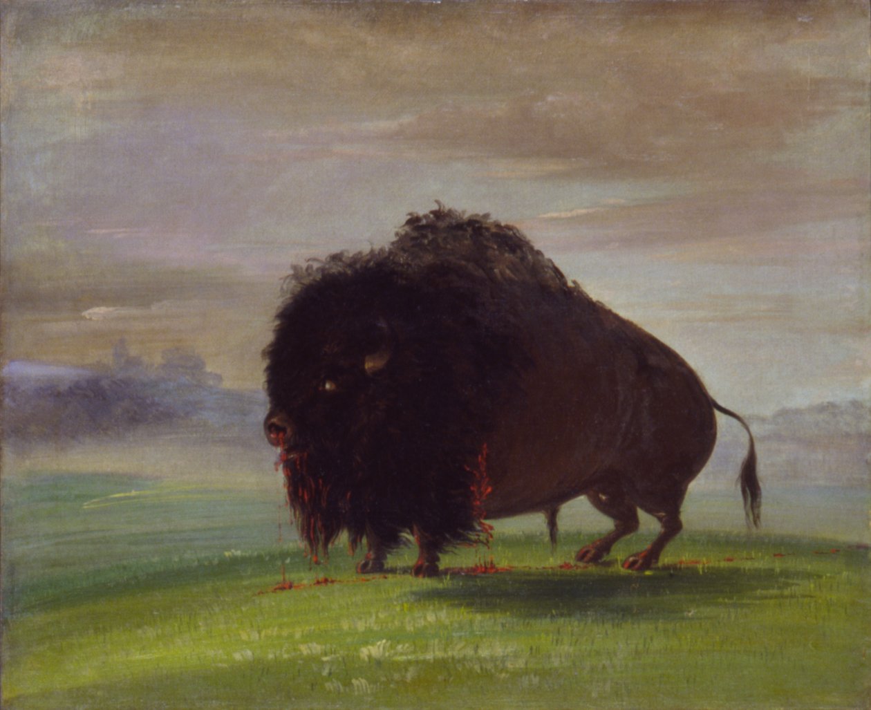 Buffle blessé, répandant son sang sur les prairies, 1832-1833 - George Catlin