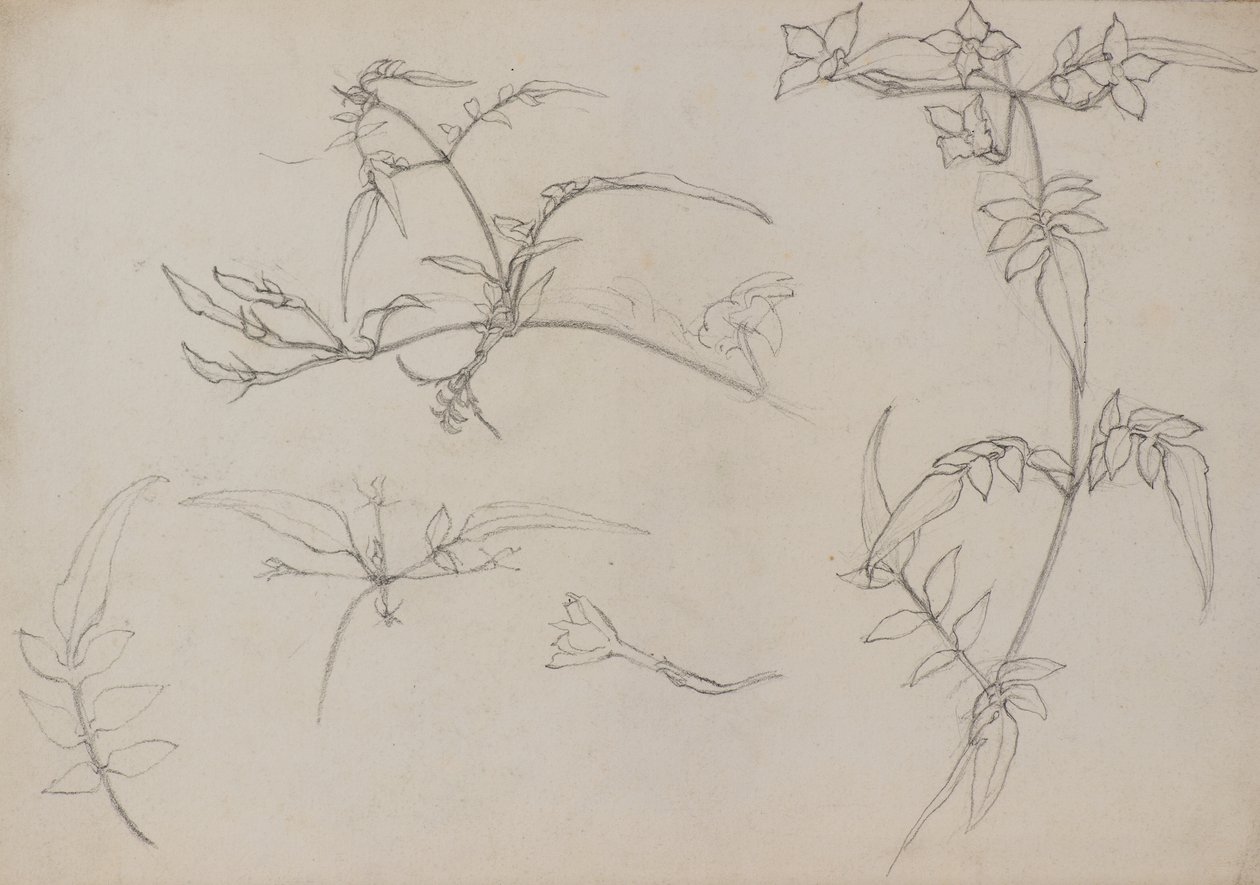 Dessin botanique - George Dutch Davidson