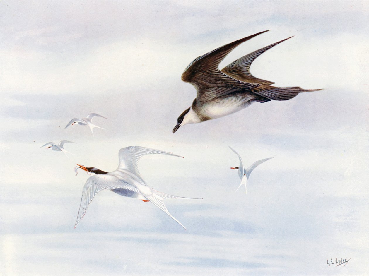 Sterne arctique chassé par un labbe arctique (lithographie couleur) - George Edward (after) Lodge