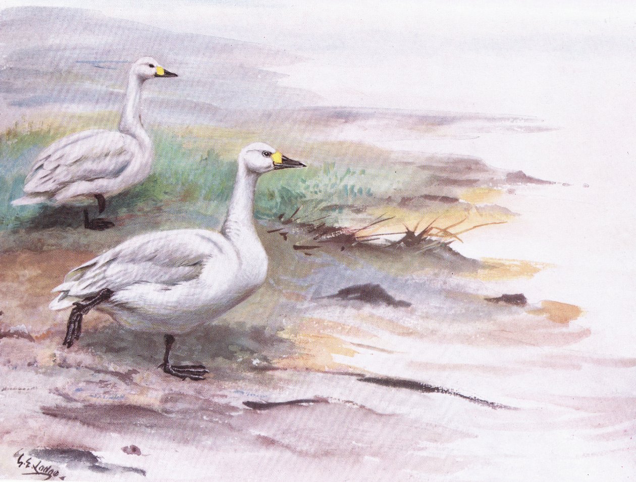 Le cygne de Bewick (lithographie) - George Edward Lodge