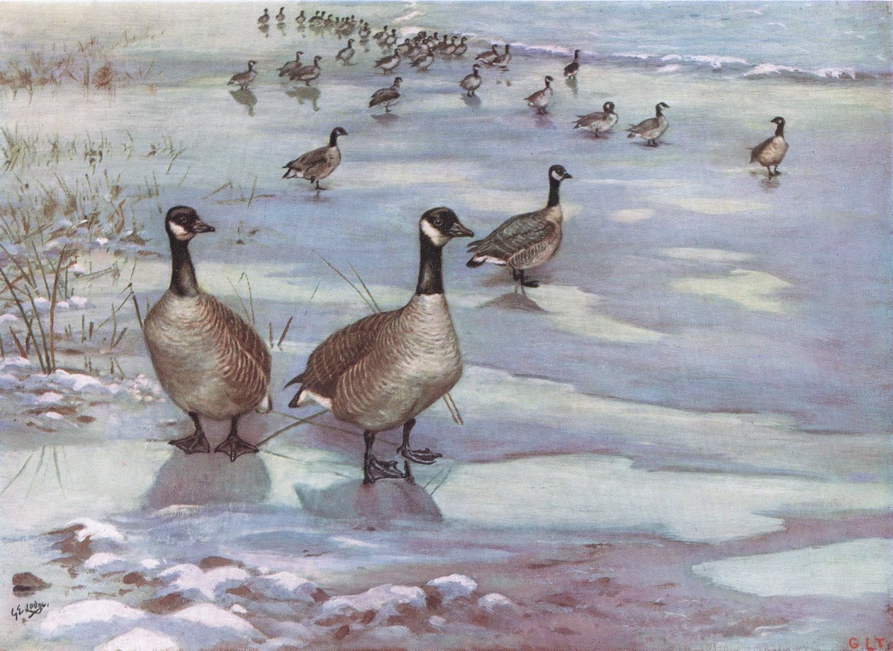 Bernaches du Canada (litho) - George Edward Lodge