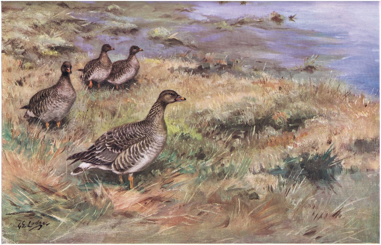 Oie des haricots de la forêt (litho) - George Edward Lodge