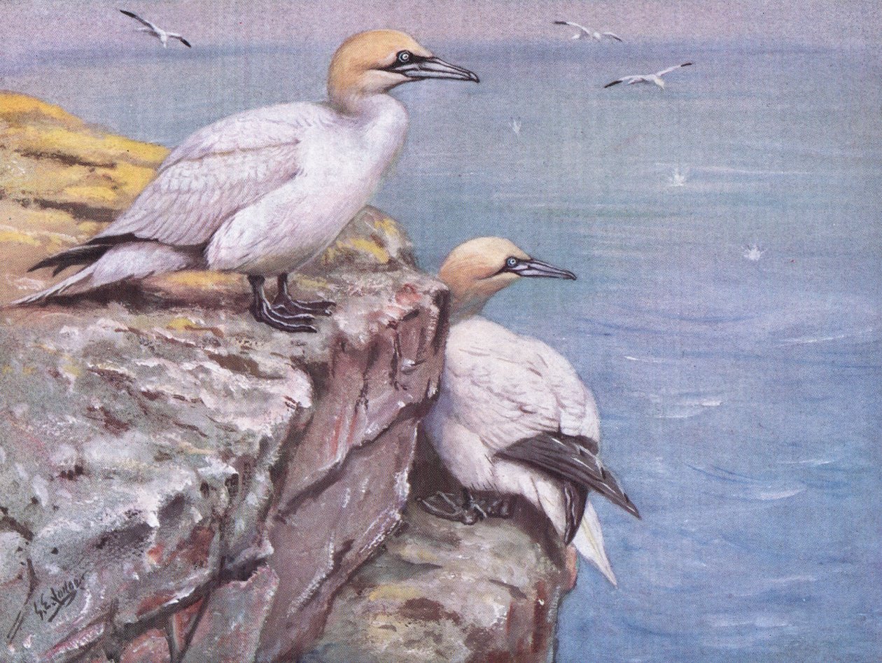 Gannets (litho) - George Edward Lodge
