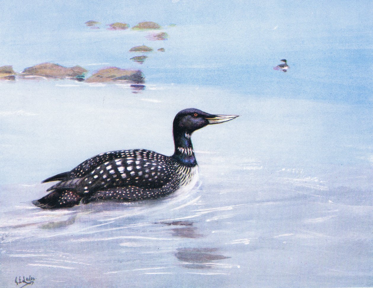 Plongeon catmarin à bec blanc (litho) - George Edward Lodge
