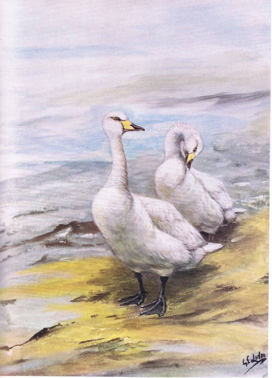 Cygne chanteur (litho) - George Edward Lodge