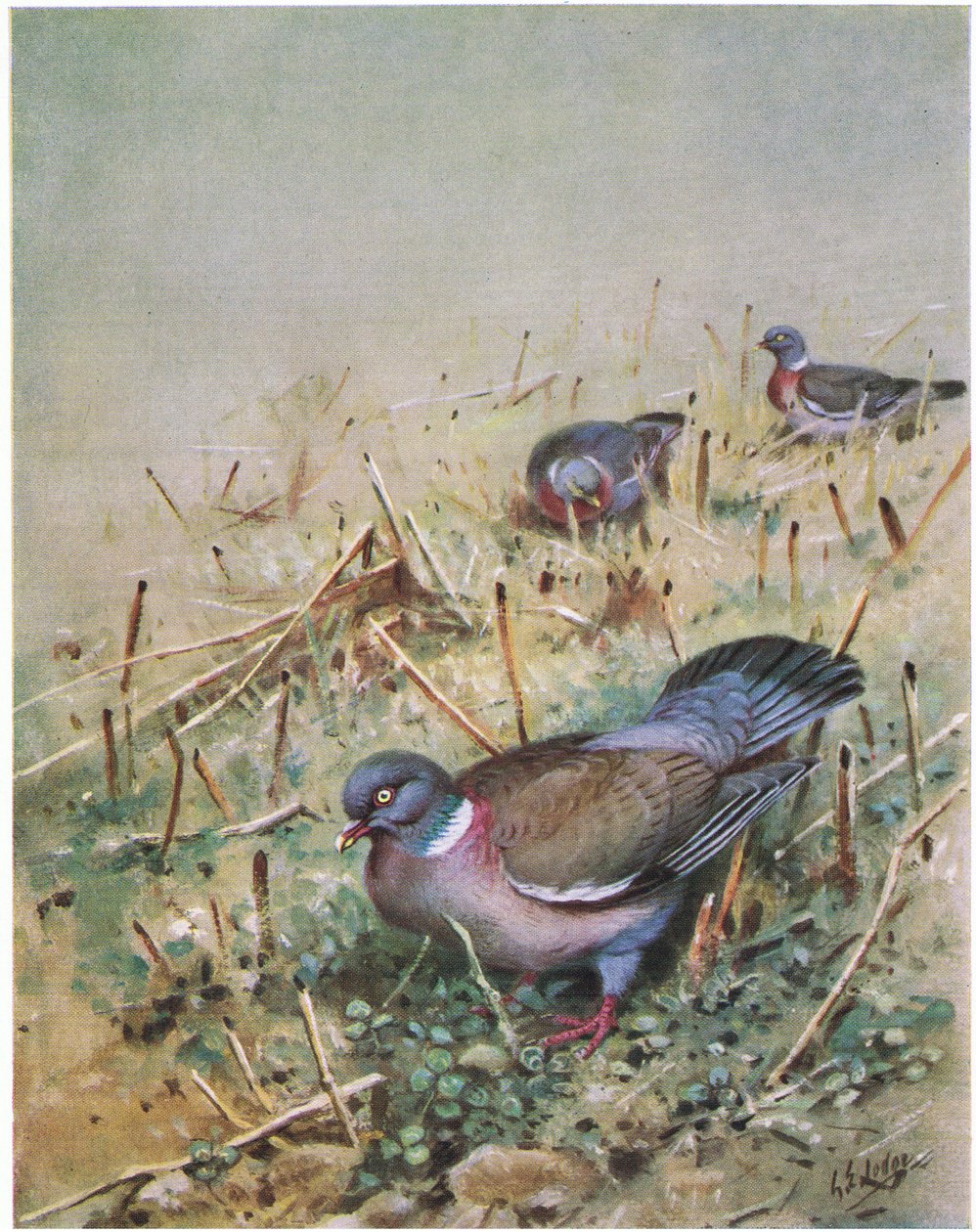 Pigeon ramier (lithographie) - George Edward Lodge