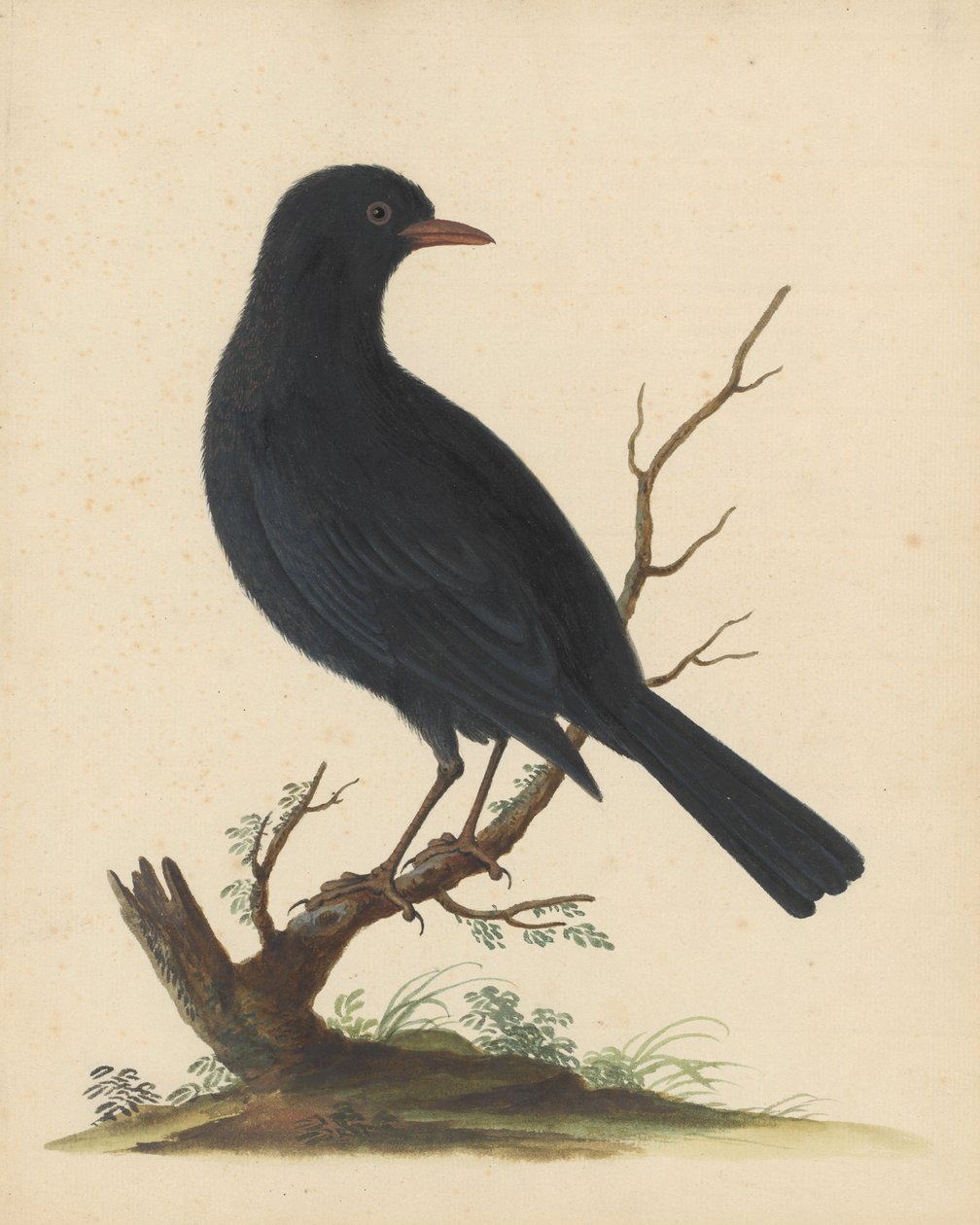 [Oiseau noir] - George Edwards