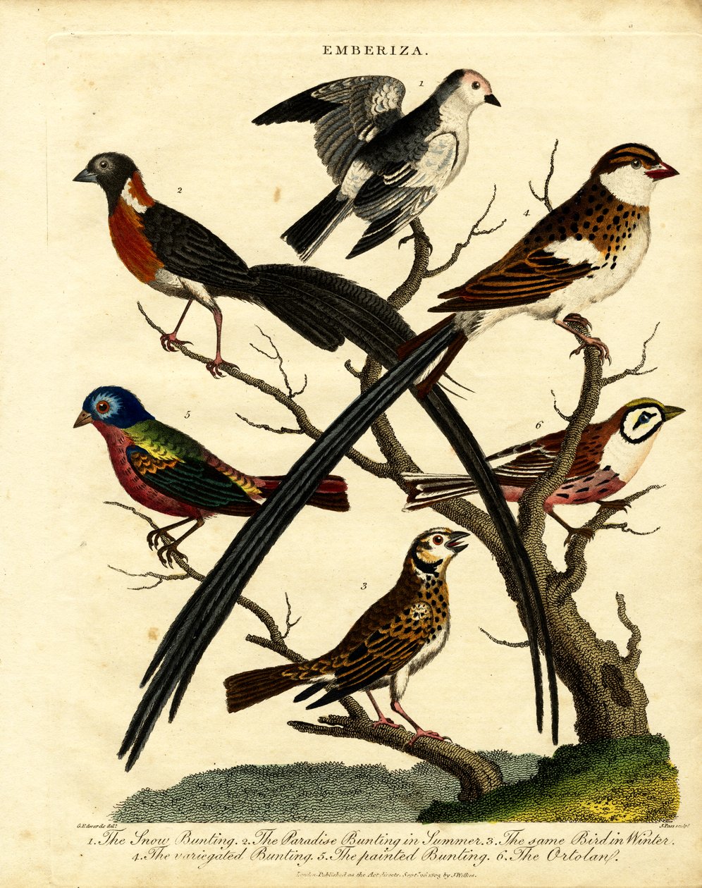 Bruants (Emberiza) - George Edwards