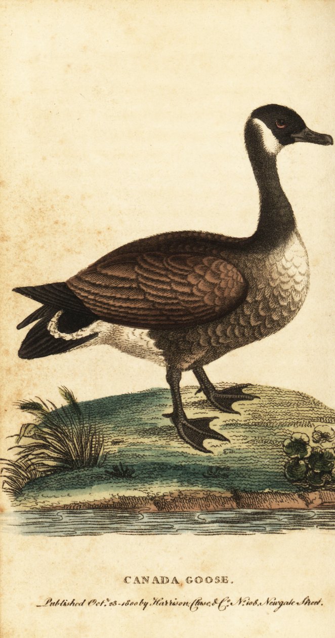 Bernache du Canada, Branta canadensis., 1800 (gravure) - George Edwards