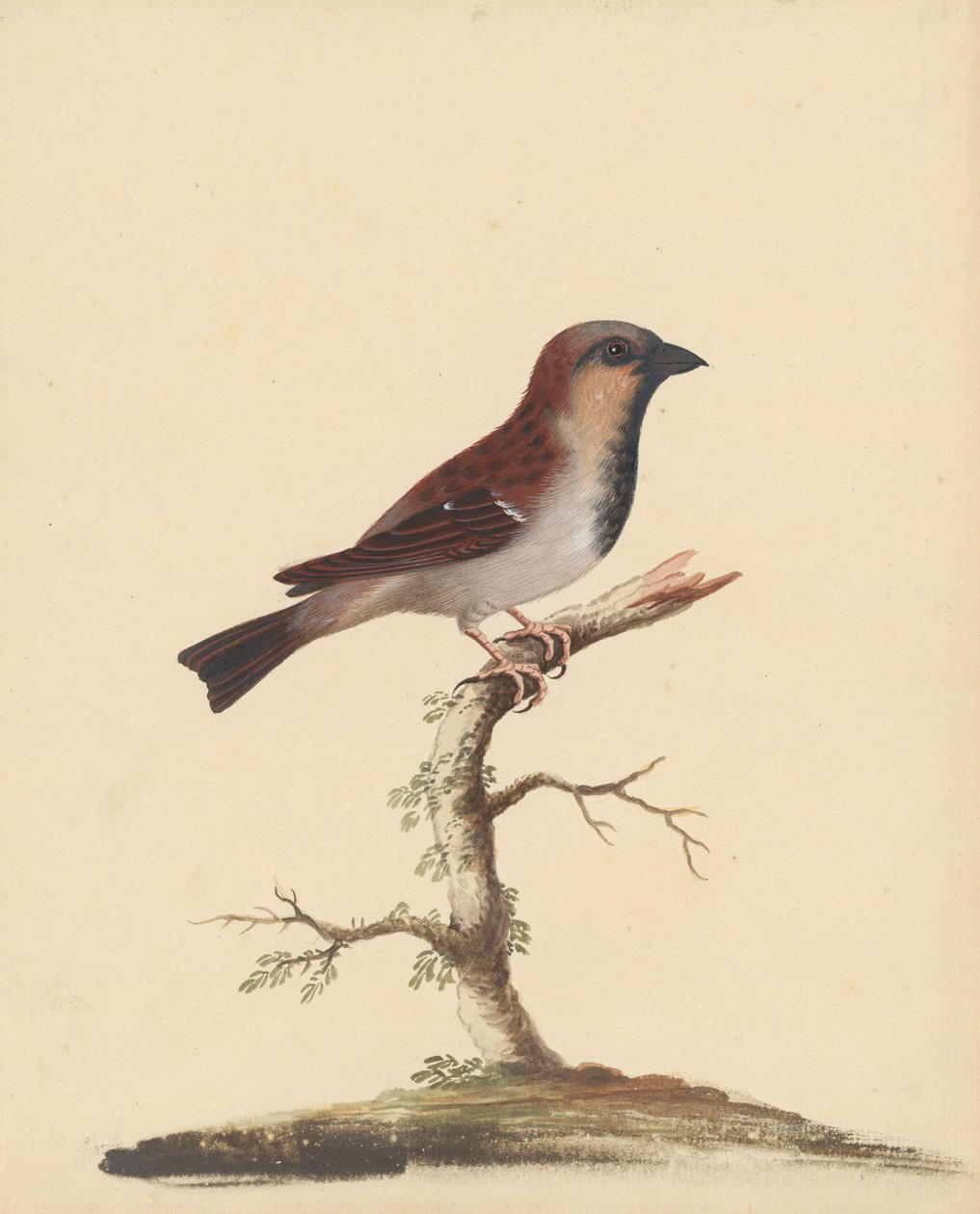 [Moineau mâle] - George Edwards