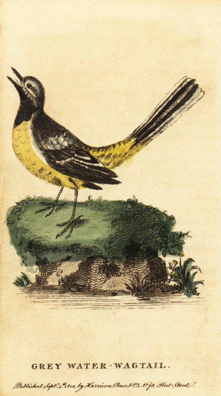 Bergeronnette des ruisseaux, Motacilla cinerea, 1800 - George Edwards