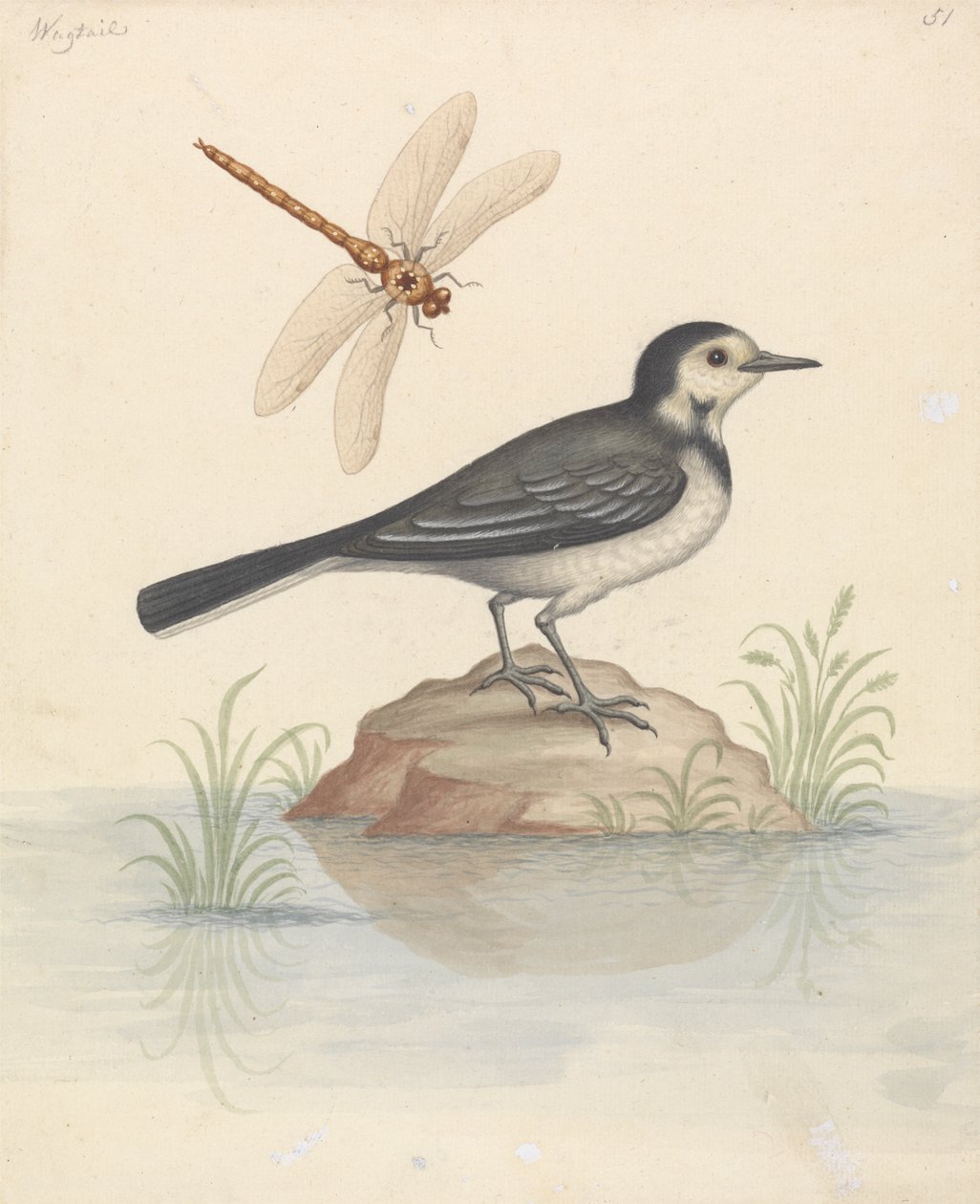 Bergeronnette Grise et Libellule - George Edwards