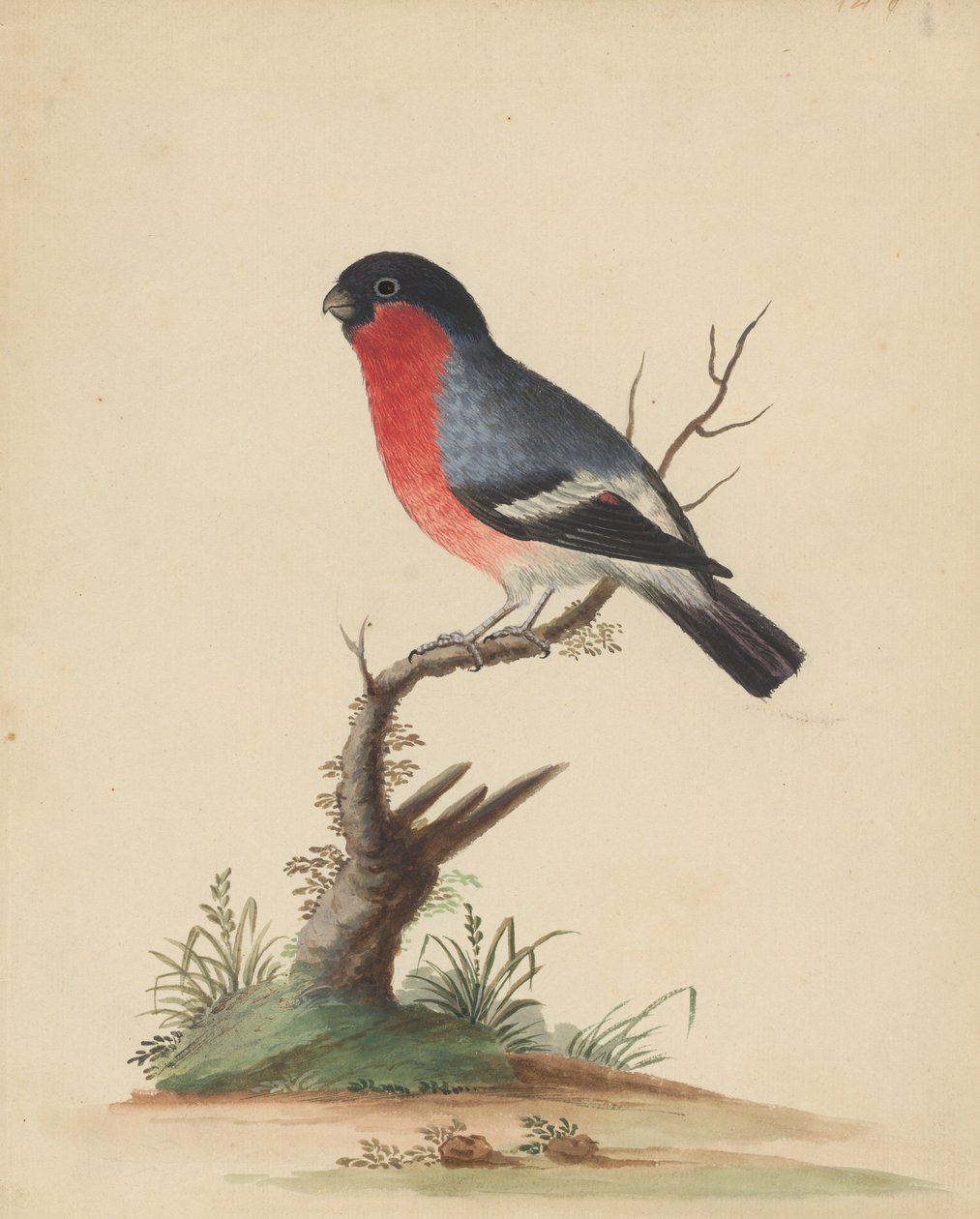 [Oiseau à poitrine rouge] - George Edwards
