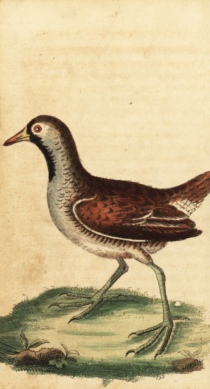 Sora, Porzana carolina (gravure) - George Edwards