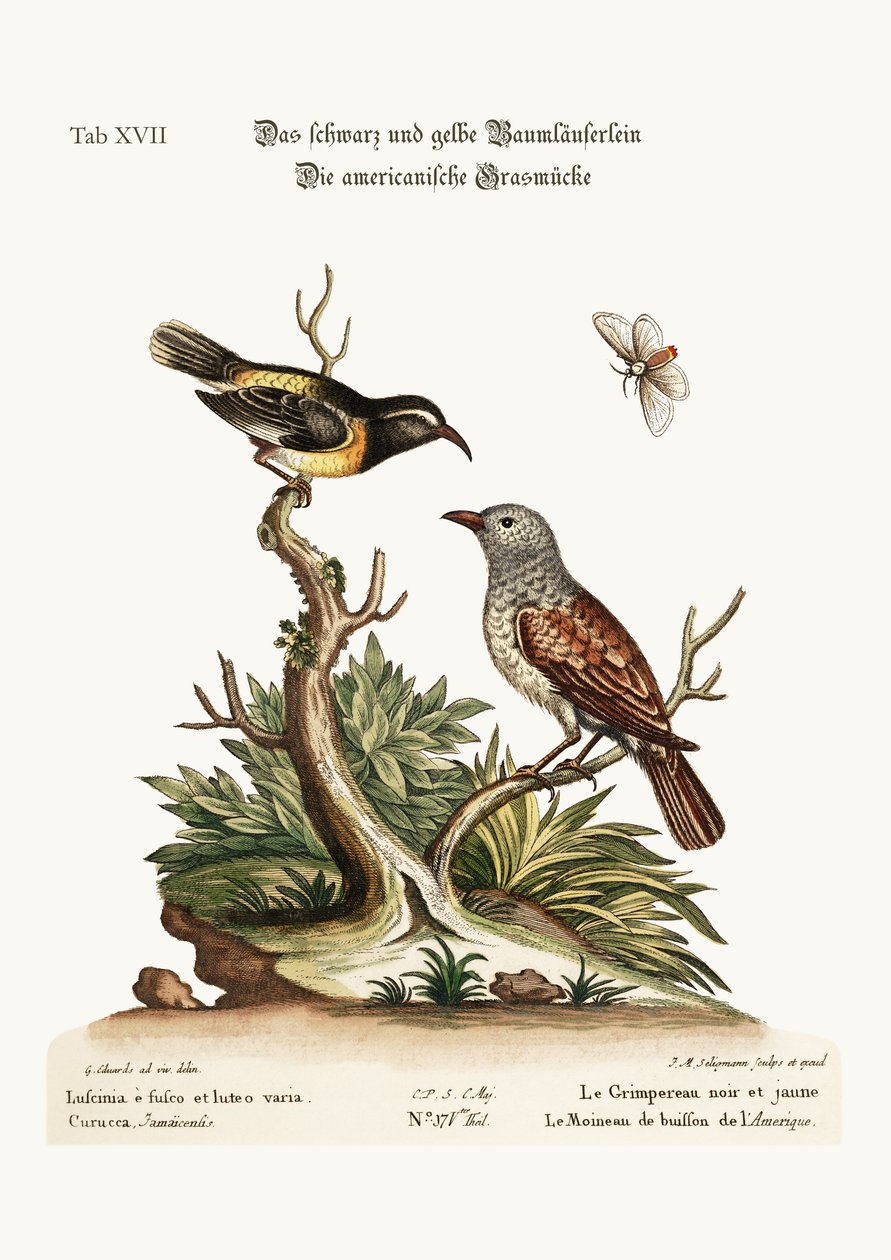 Le Grimpereau Noir et Jaune. Le Moineau de Haie Américain, 1749-73 - George Edwards