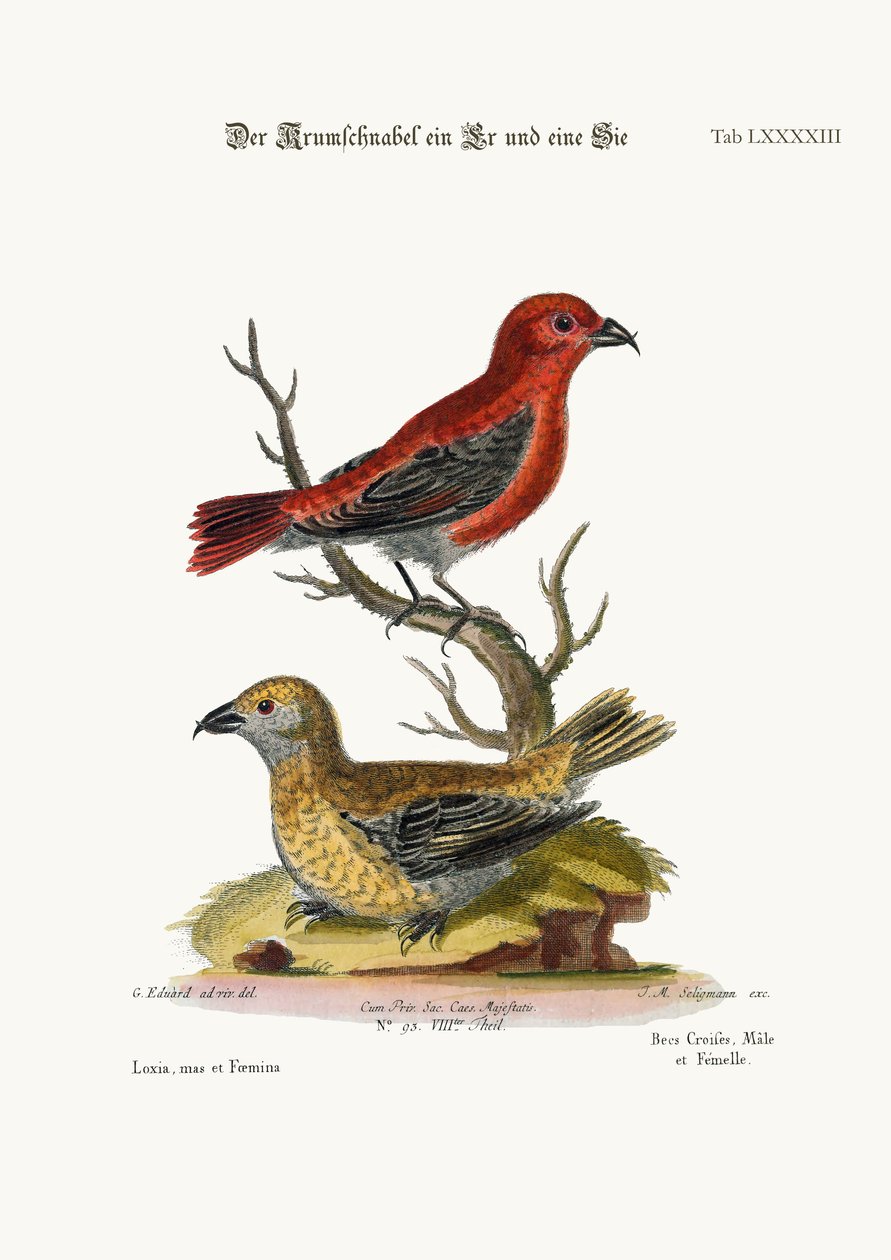 Les Becs-croisés, Coq et Poule, 1749-73 - George Edwards