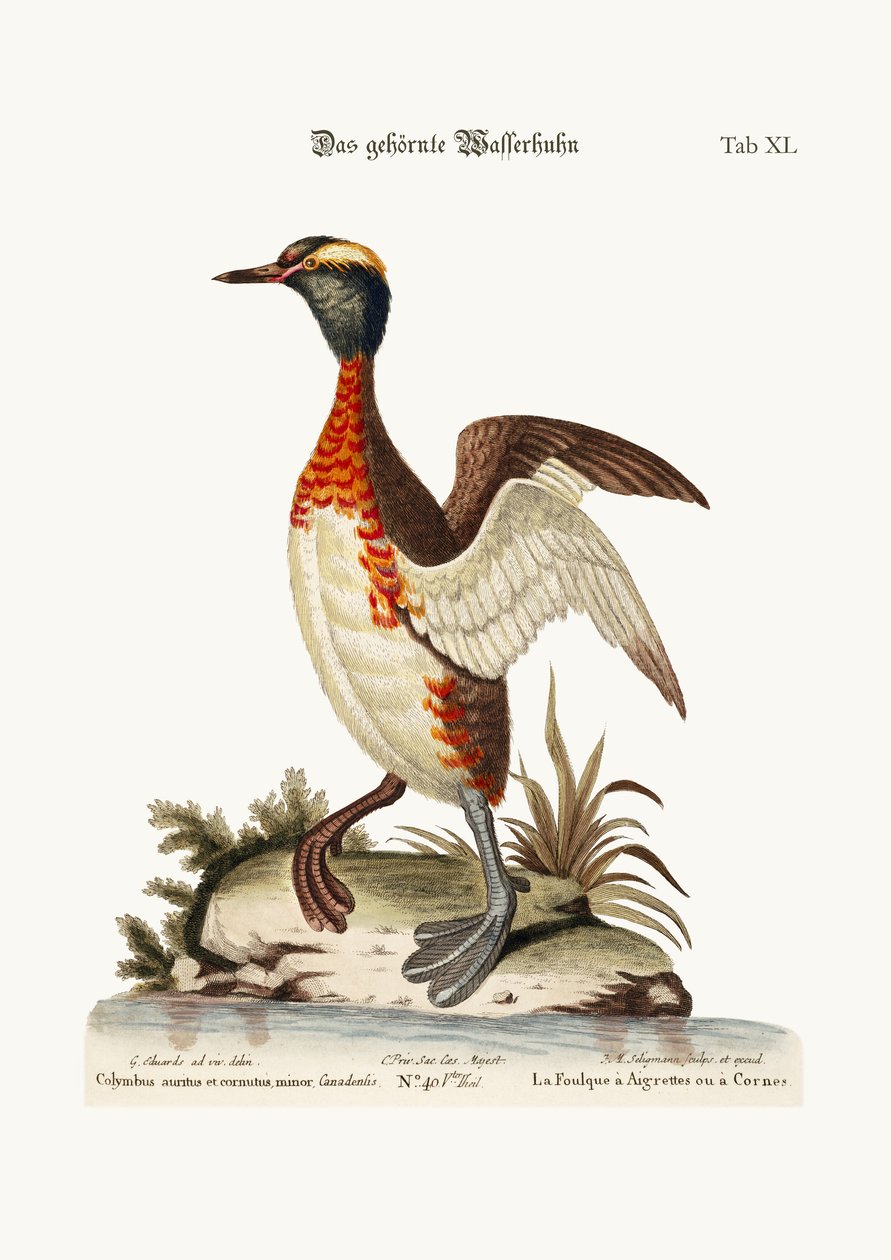 Le Grèbe cornu, 1749-73 - George Edwards
