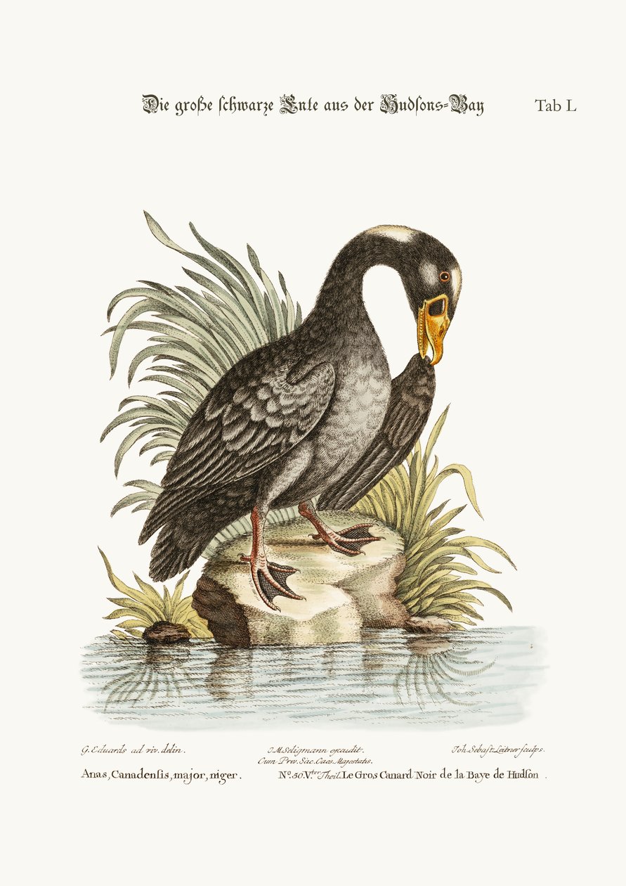 Le grand canard noir de la baie d