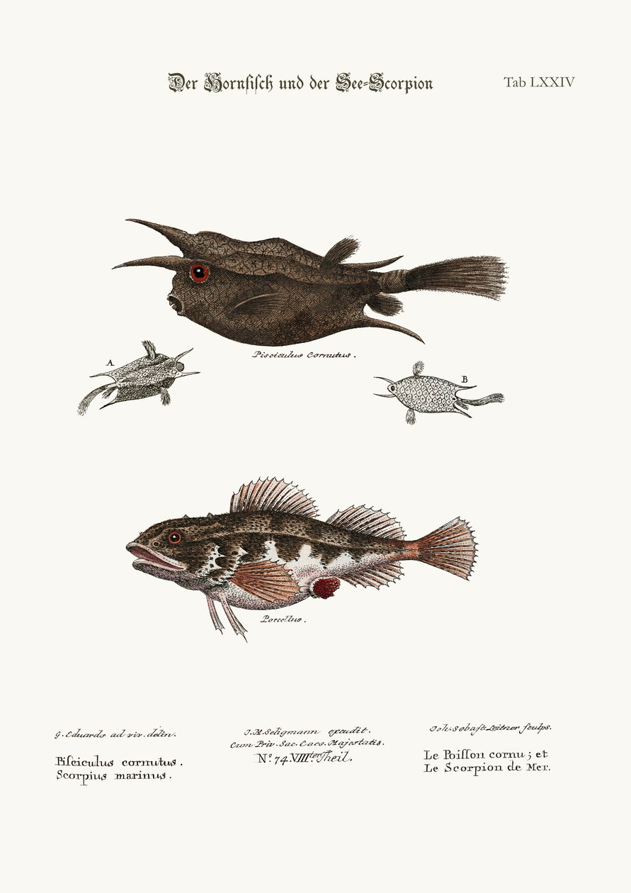 Le poisson cornu et le scorpion de mer, 1749-73 - George Edwards