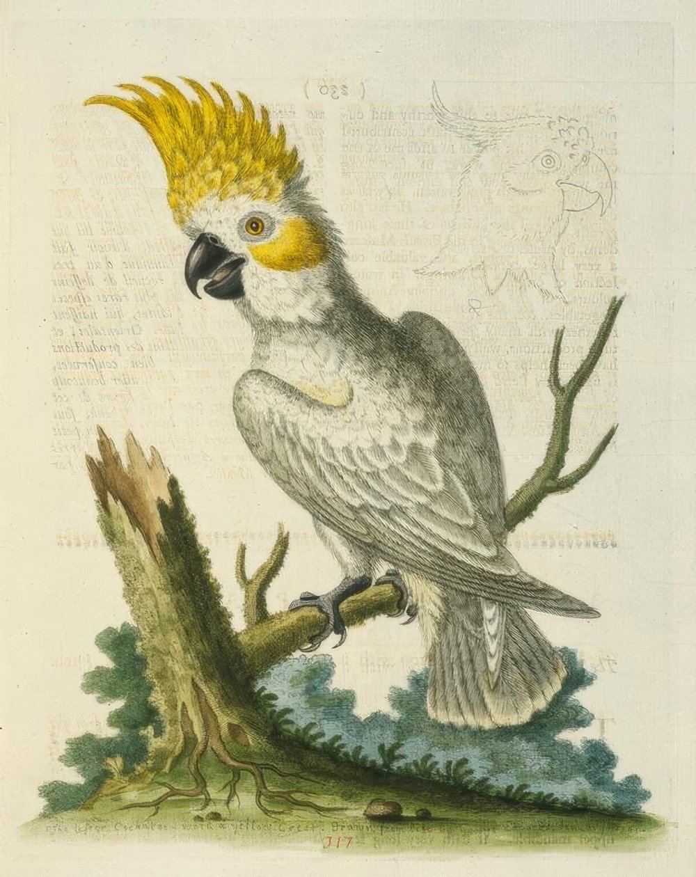 Le Petit Cacatua Blanc à Crête Jaune - George Edwards