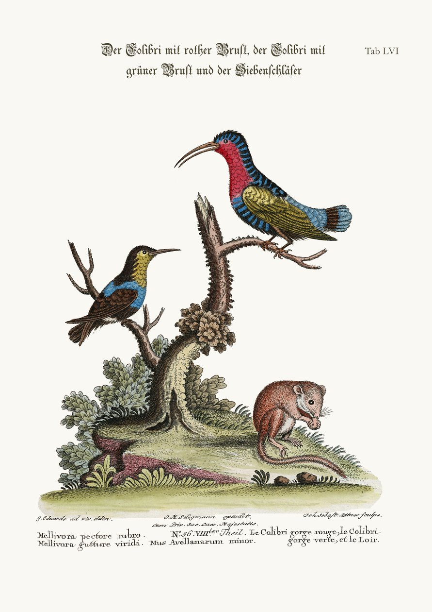 Le Colibri à poitrine rouge, le Colibri à gorge verte et le Loir, 1749-73 - George Edwards