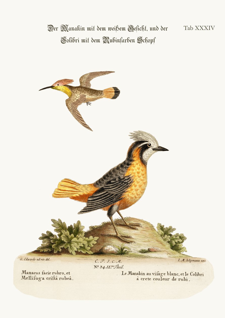 Le Manakin à face blanche et le Colibri à crête rubis, 1749-73 - George Edwards