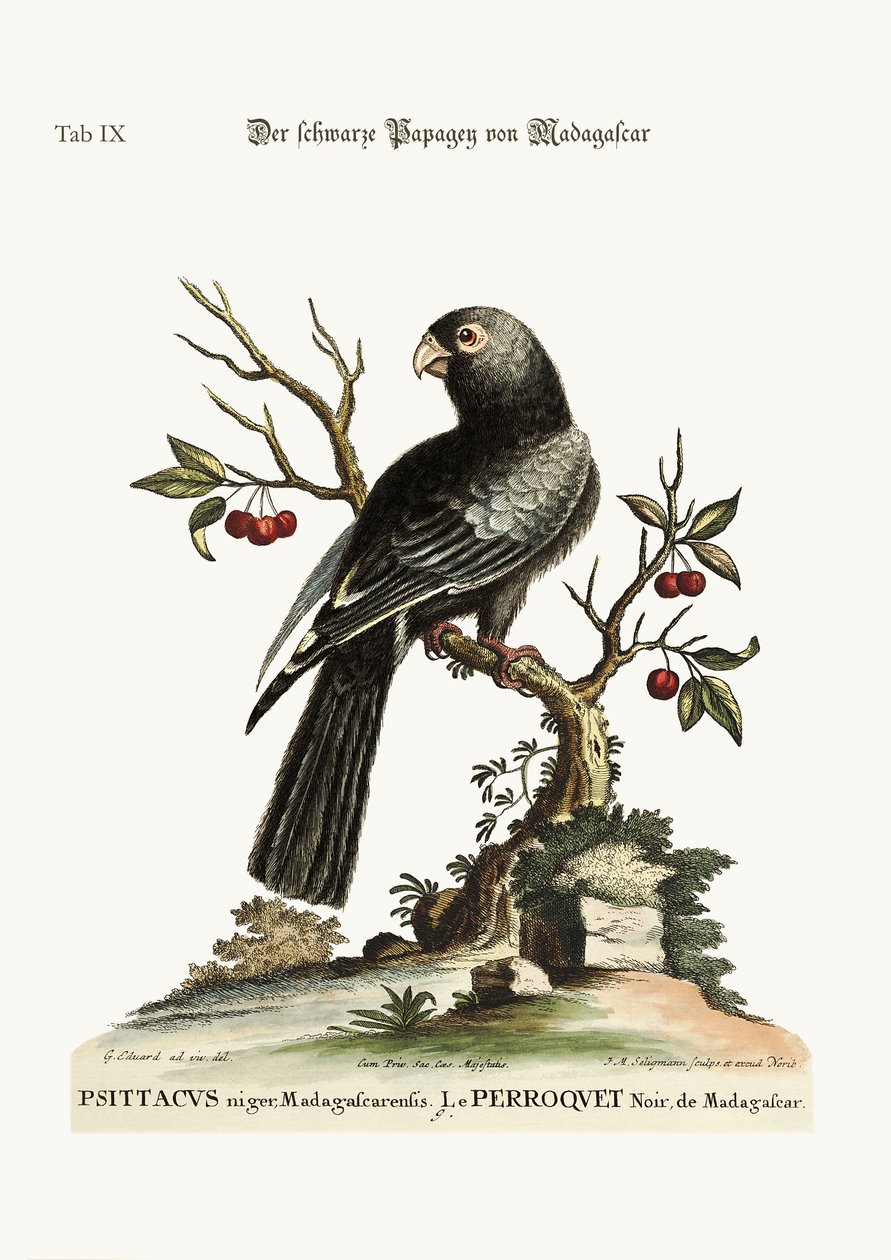 Le perroquet noir de Madagascar, 1749-73 - George Edwards