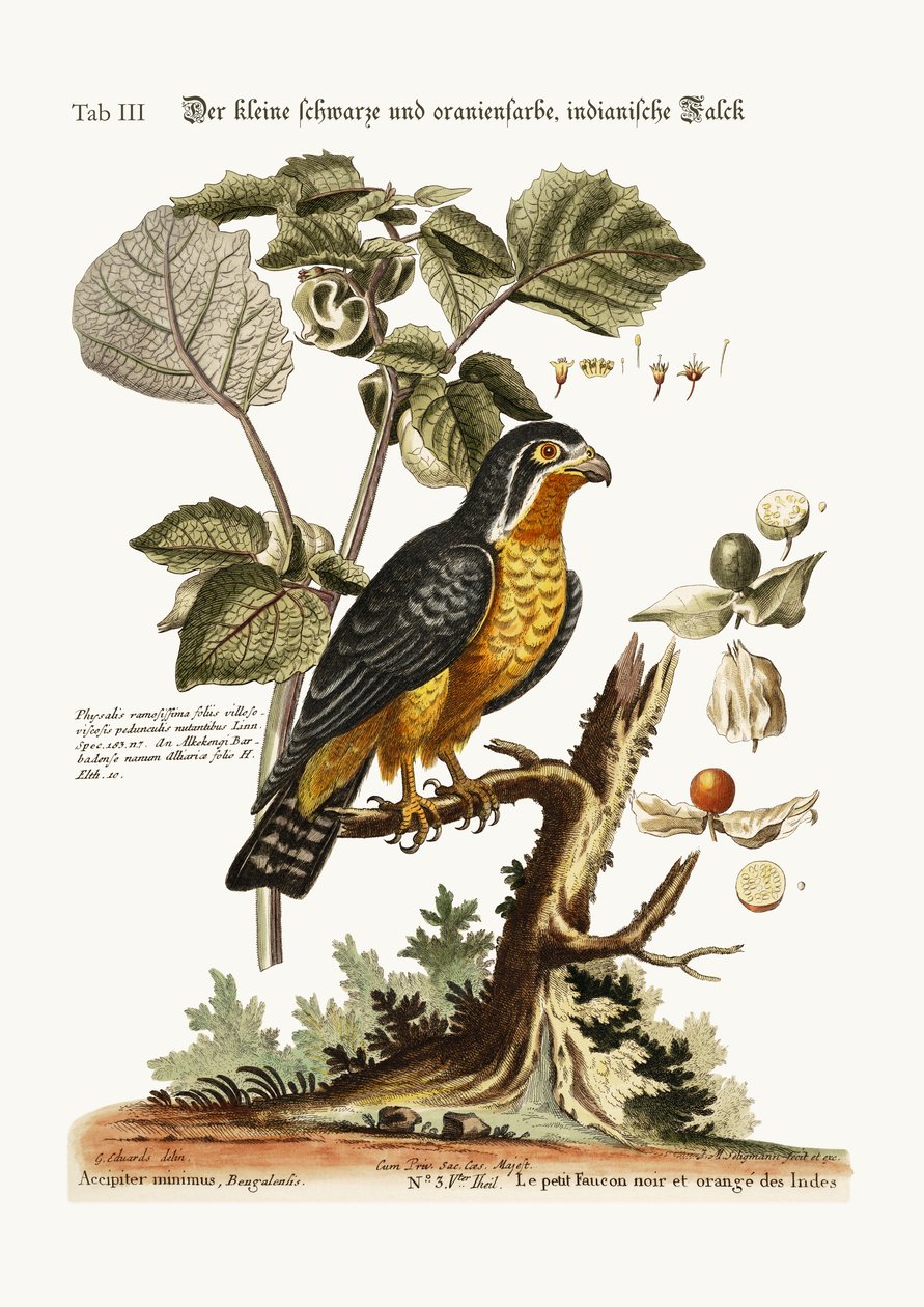 Le petit faucon indien noir et orange, 1749-73 - George Edwards