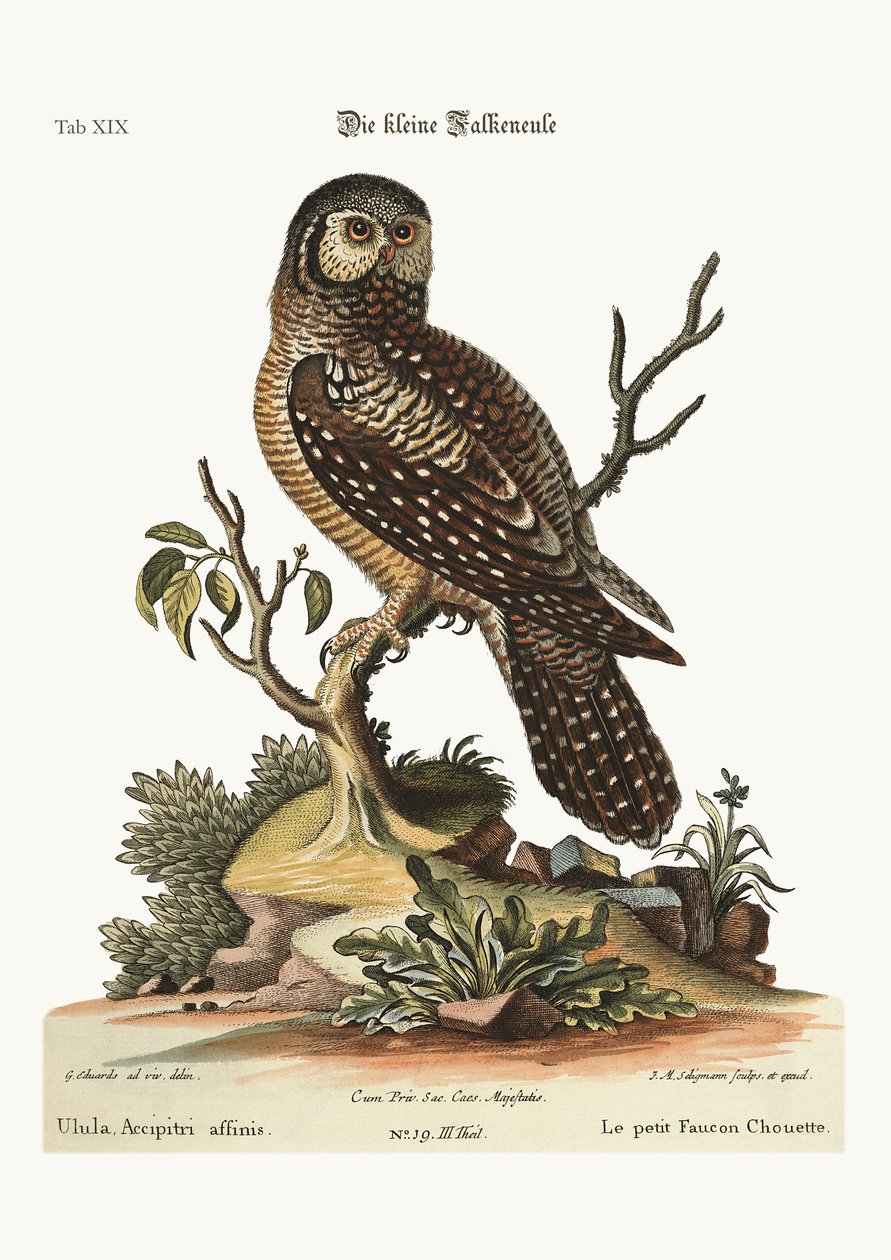 La petite chouette épervière, 1749-73 - George Edwards