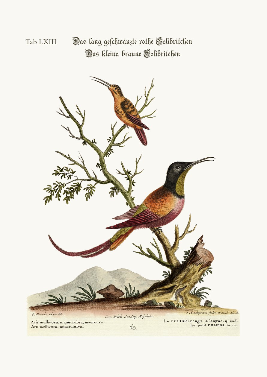 Le colibri à longue queue rouge. Le petit colibri brun, 1749-73 - George Edwards