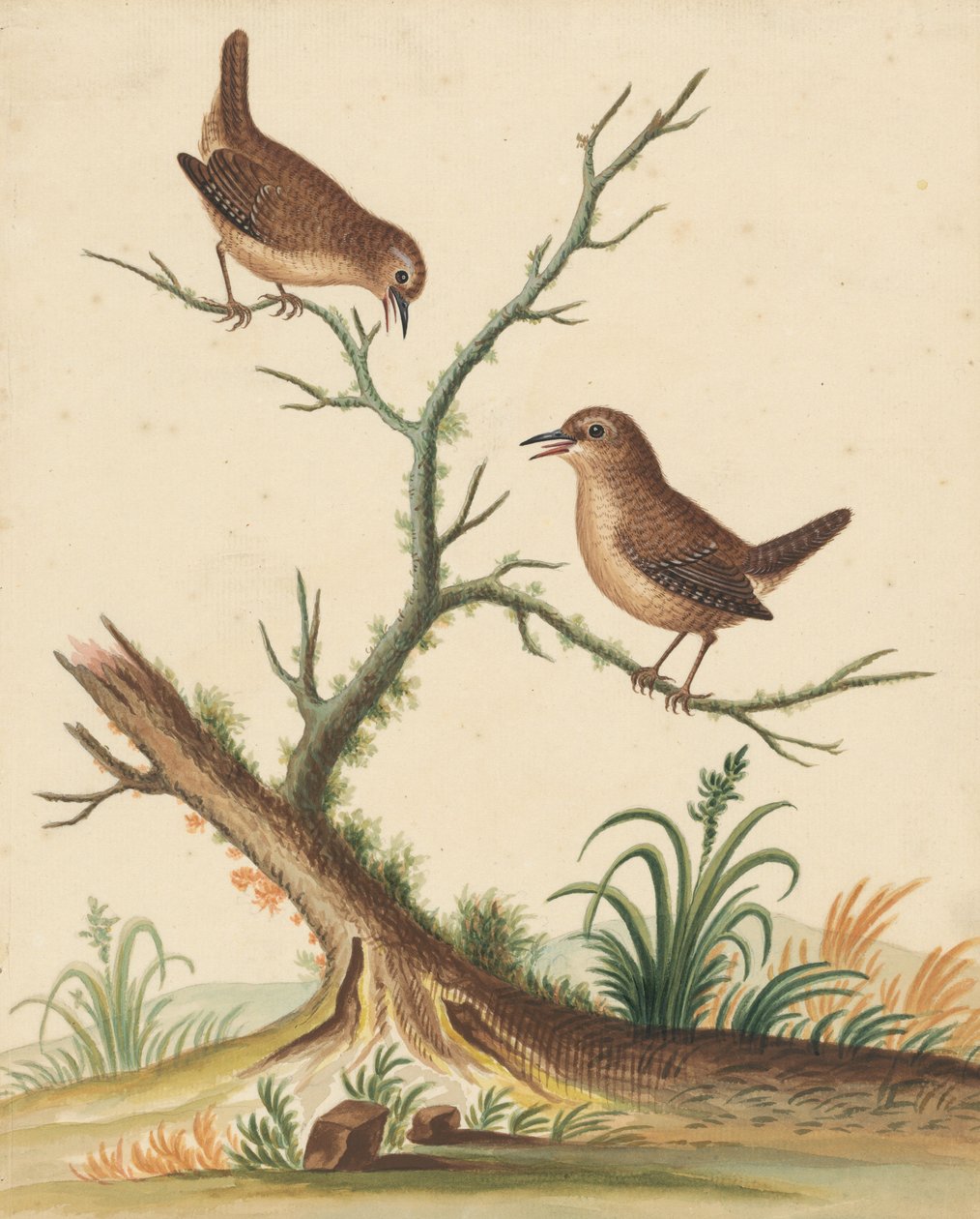 [Deux oiseaux] - George Edwards