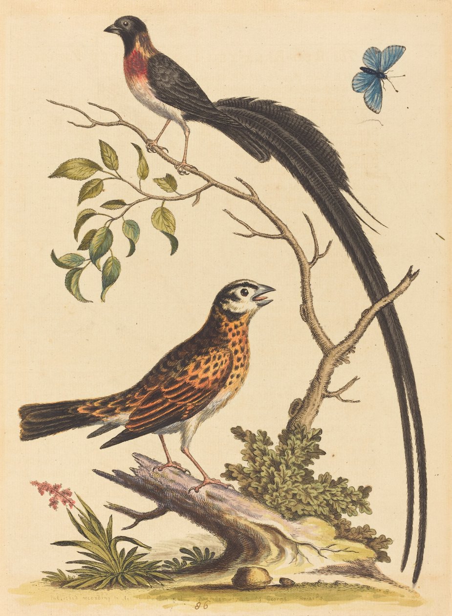 Deux oiseaux, l