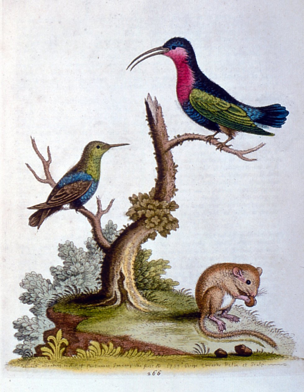 Illustration à l
